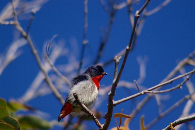 Mistletoebird