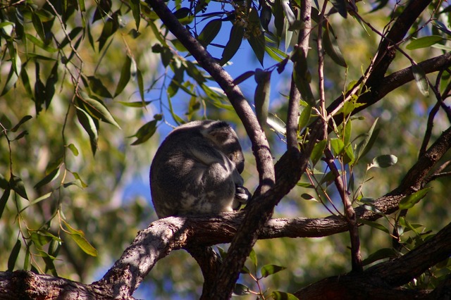 Koala