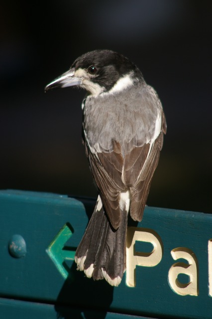 Grey Butcherbird