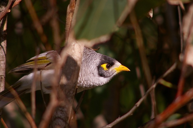 Noisy Miner