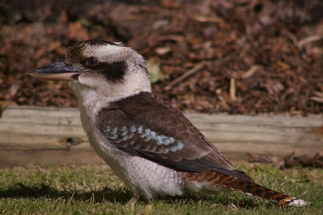 Laughing Kookaburra