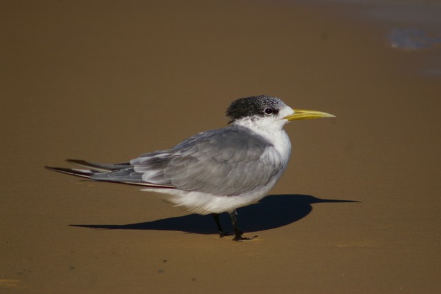 Crested Tern