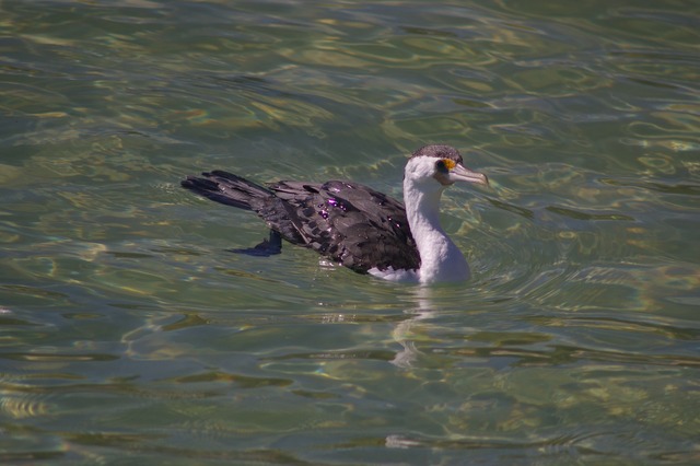 Pied Cormorant