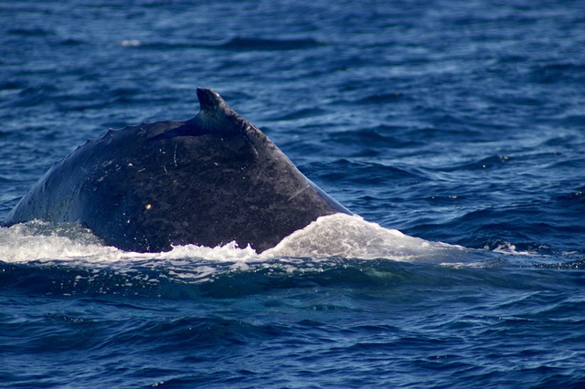 Humpback Whale