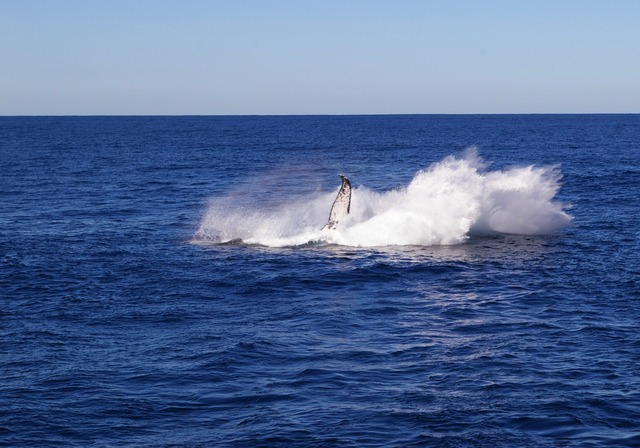 Humpback Whale