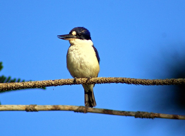 Forest Kingfisher