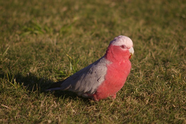 Galah