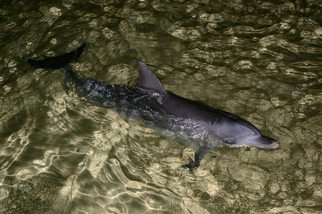 Bottlenose Dolphin (Nari)