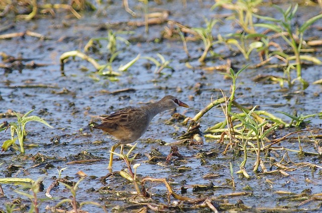 White-browed Crake