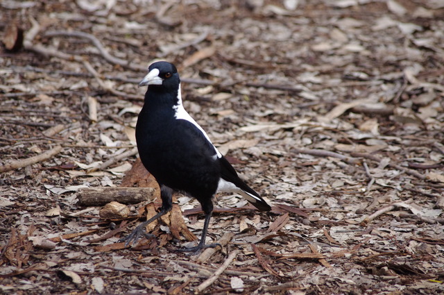 Australian Magpie