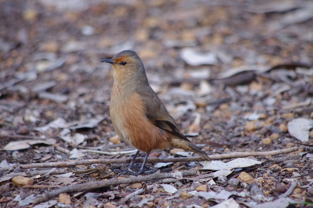 Rufous Treecreeper