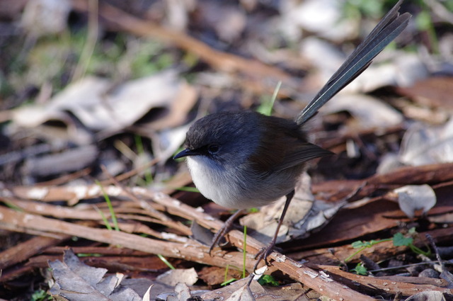 Blue-breasted Fairy-wren (juv/ fem)