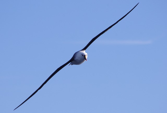 Yellow-nosed Albatross