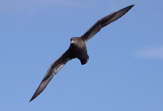 Flesh-footed Shearwater