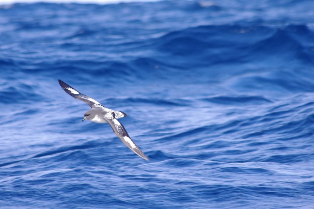 Cape Petrel