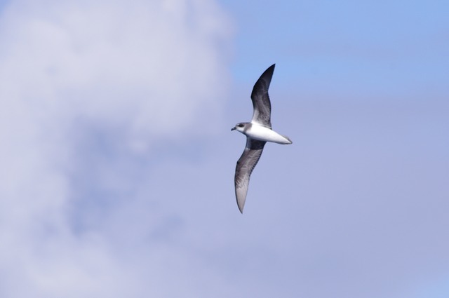 Soft-plumaged Petrel