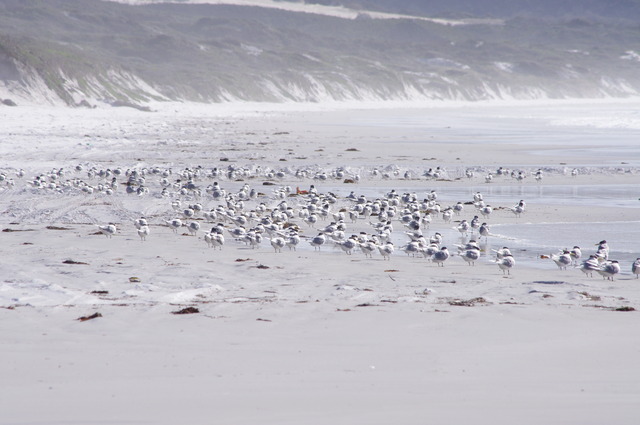 Crested Terns