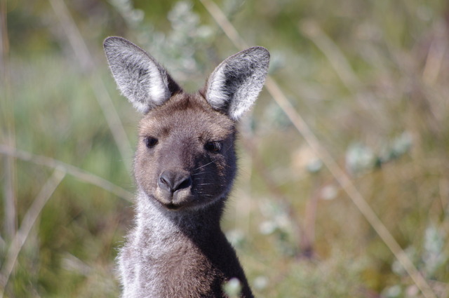 Western Gray Kangaroo