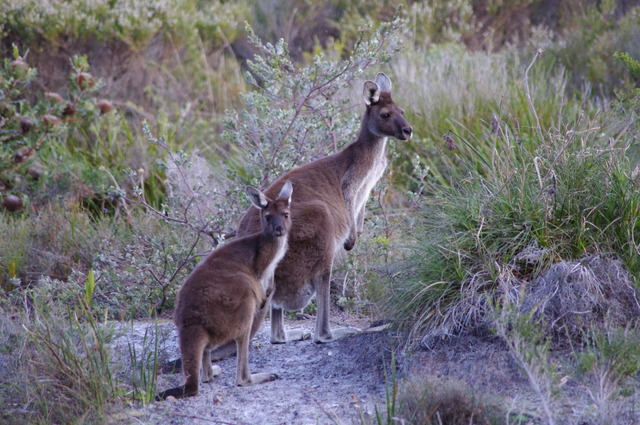 W. Grey mom and child