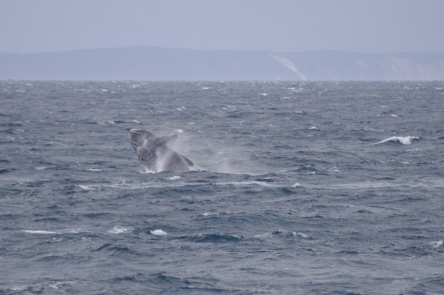 Southern Right Whale