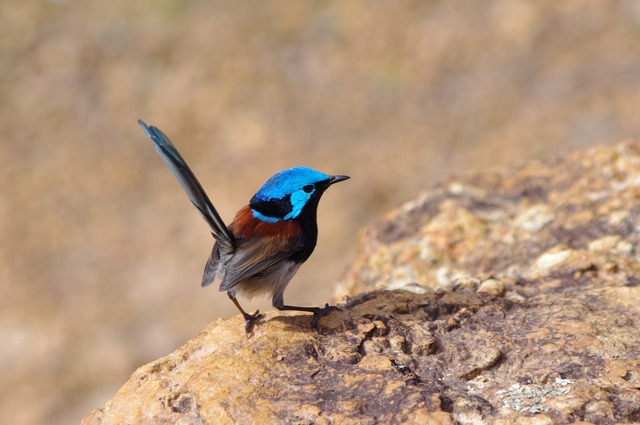 Red-winged Fairy-wren