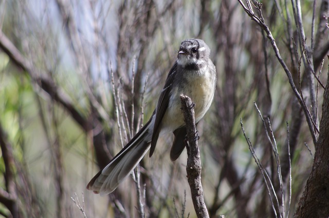 Grey Fantail