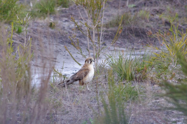 Brown falcon