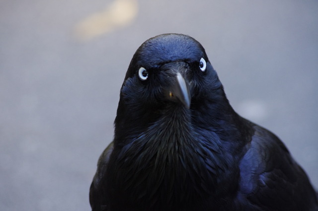 Australian Raven