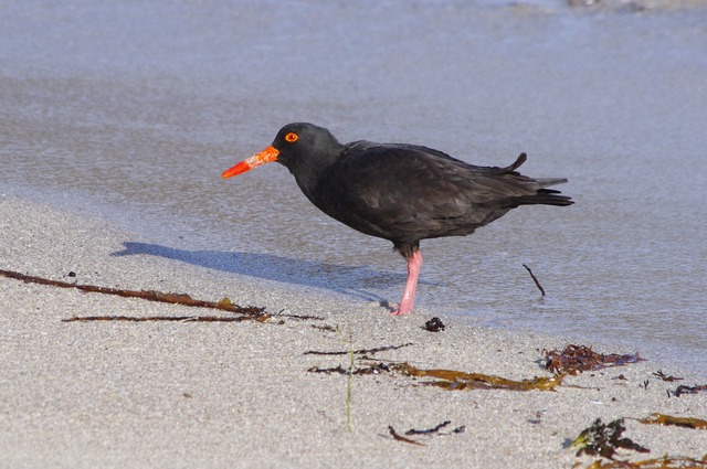 Sooty Oystercatcher