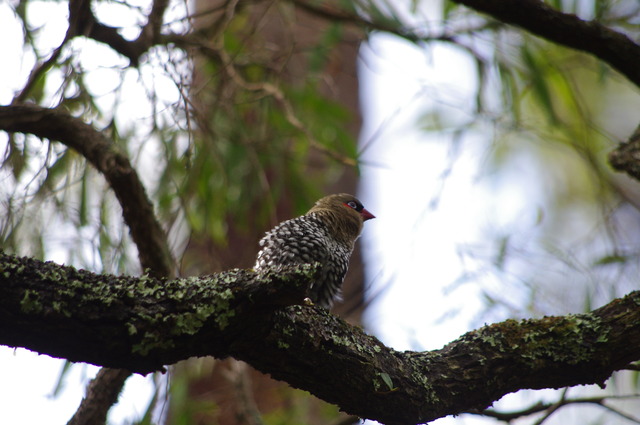 Red-eared Firetail