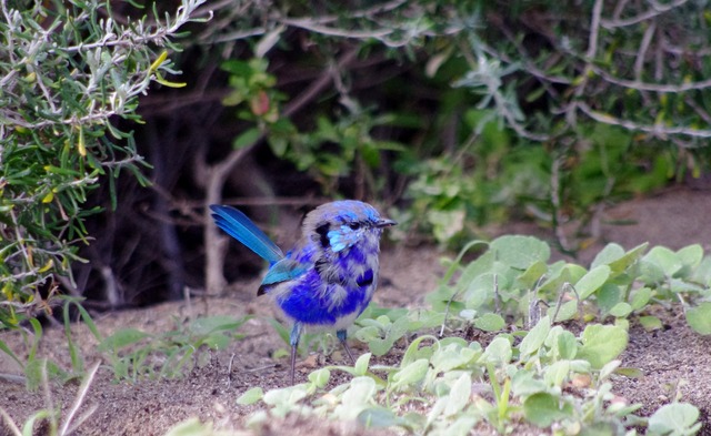 Splendid Fairy-wren (moulting)