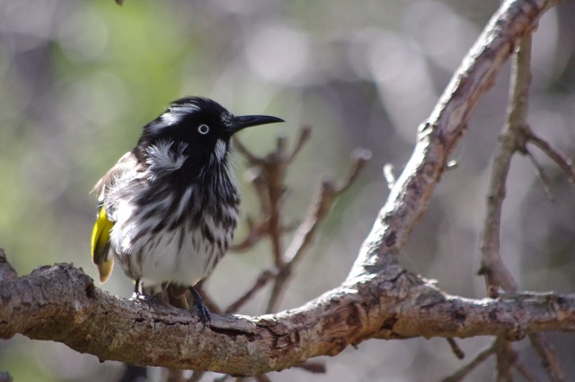 New Holland Honeyeater