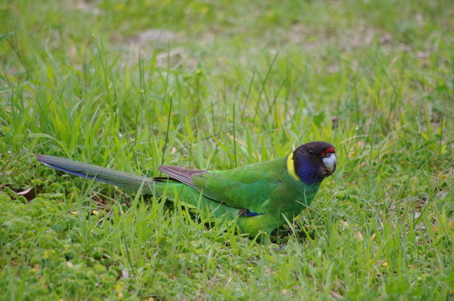 Ringneck (Port Lincoln)