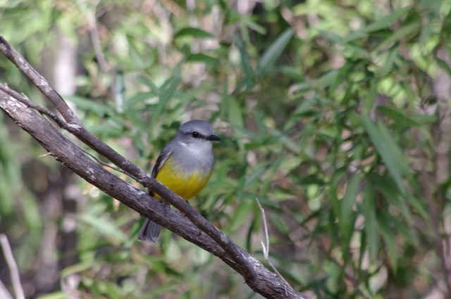 Western Yellow Robin