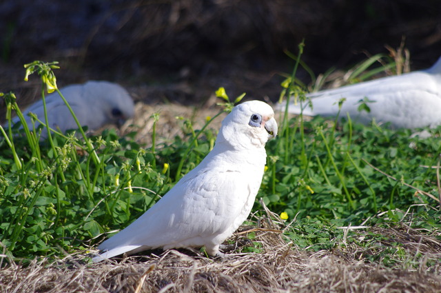 Little Corella