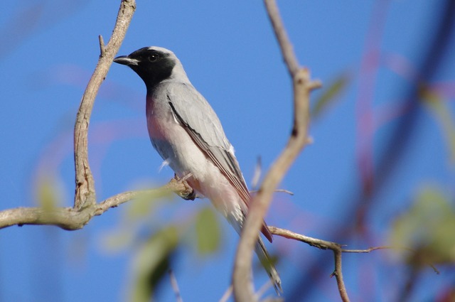 Black-faced Cuckoo-shrike