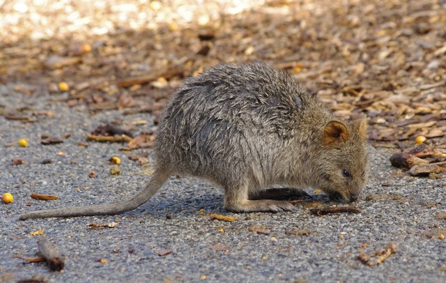 Quokka