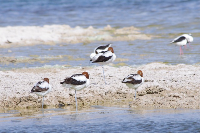 Red-necked Avocet