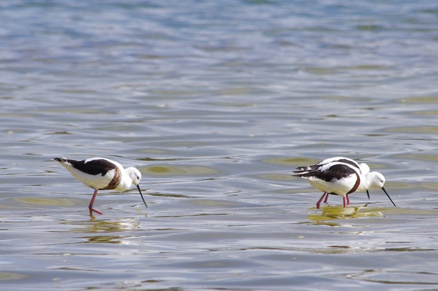 Banded Stilt