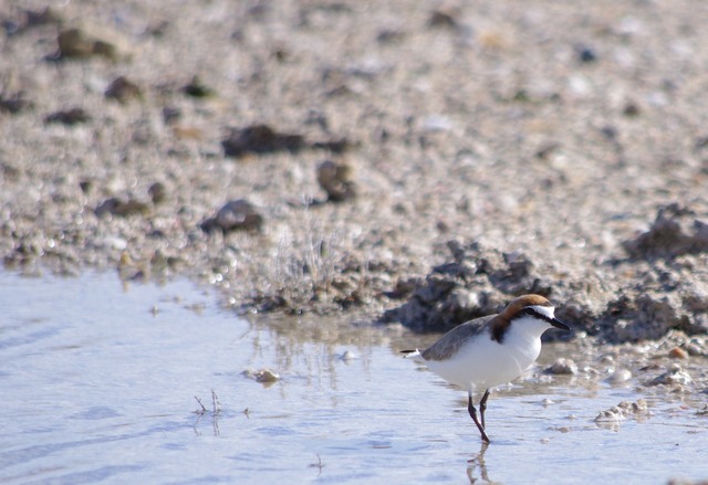 Red-capped Plover