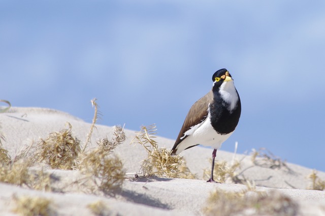 Banded Lapwing