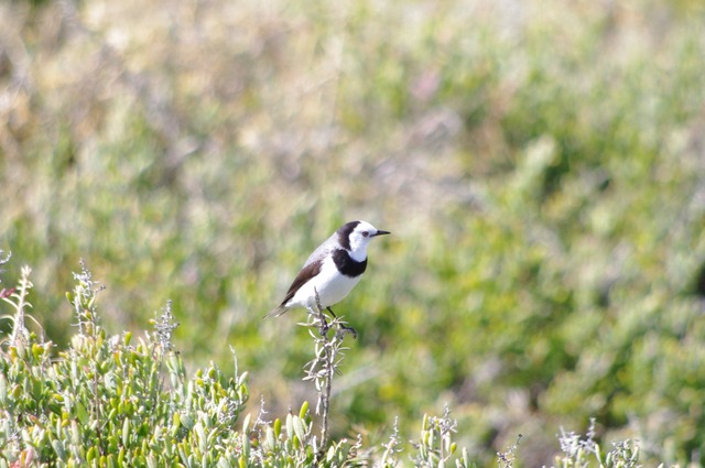 White-fronted Chat