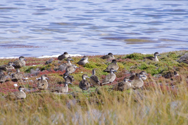 Grey teals