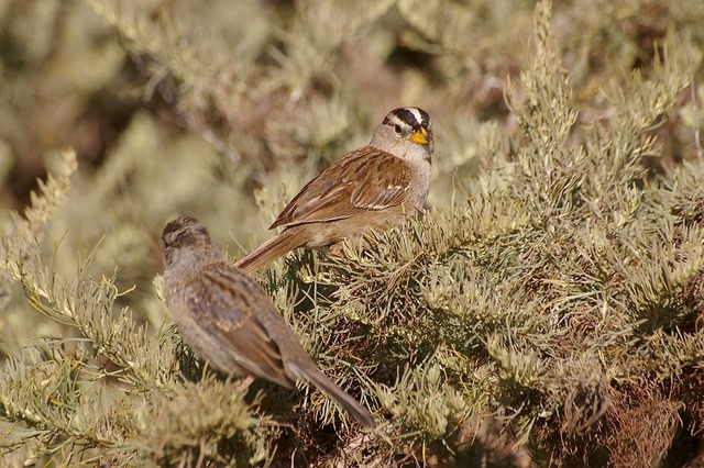 White-Downed Sparrow