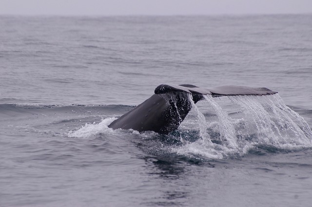 Humpback Whale