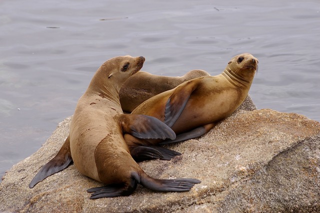 California Sea Lions