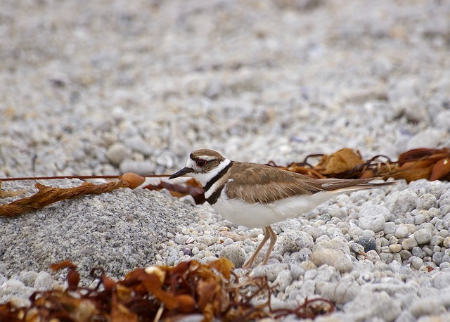 Killdeer