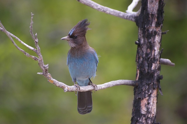 Steller´s jay