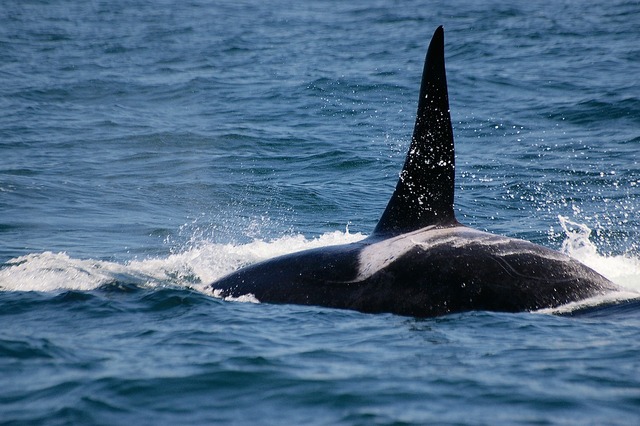 Orca male