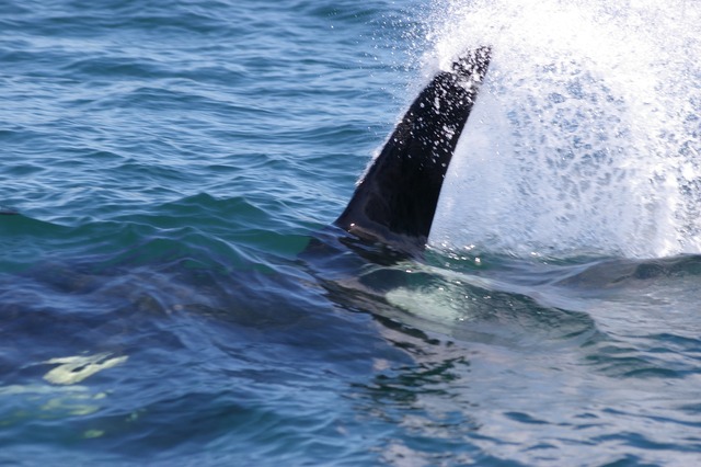 Orca male